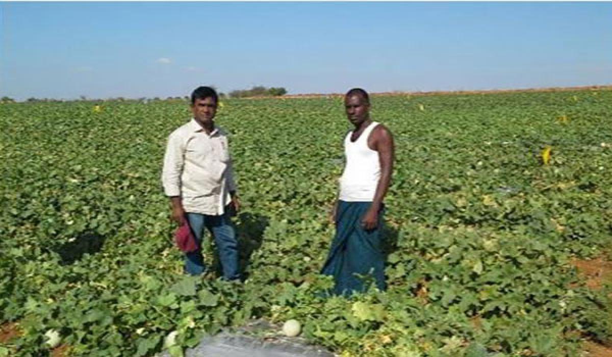 Drip irrigation provides succour to Anantapur dist - The Hans India