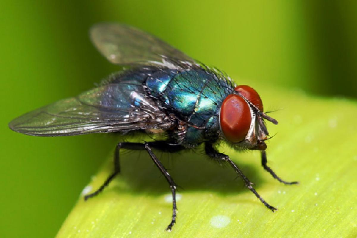 Pictures Of A Housefly 102