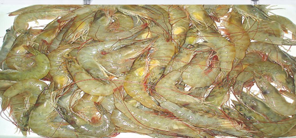 Enterocytozoon hepatopenaei  virus turns a bane for shrimp farms in coastal districts