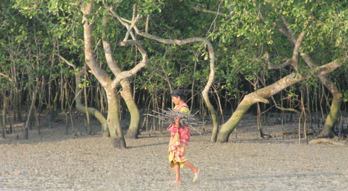 Reduced flow of the Ganga River is increasing the salinity of the Sundarbans and destroying the forests