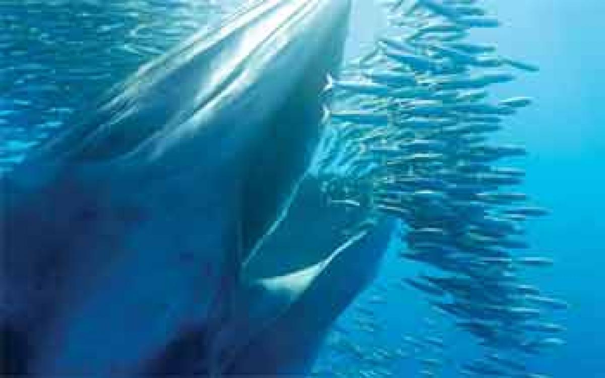 They 'blue' everyone's mind away!