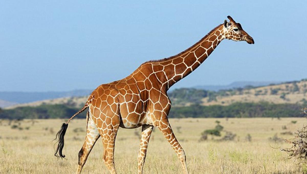 Secret of giraffe's long neck revealed
