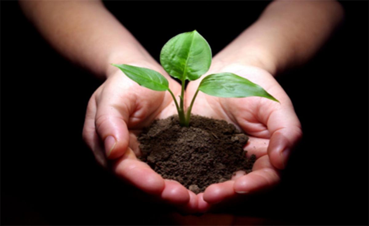plant a sapling in memory of your loved ones plant a sapling in memory of your loved