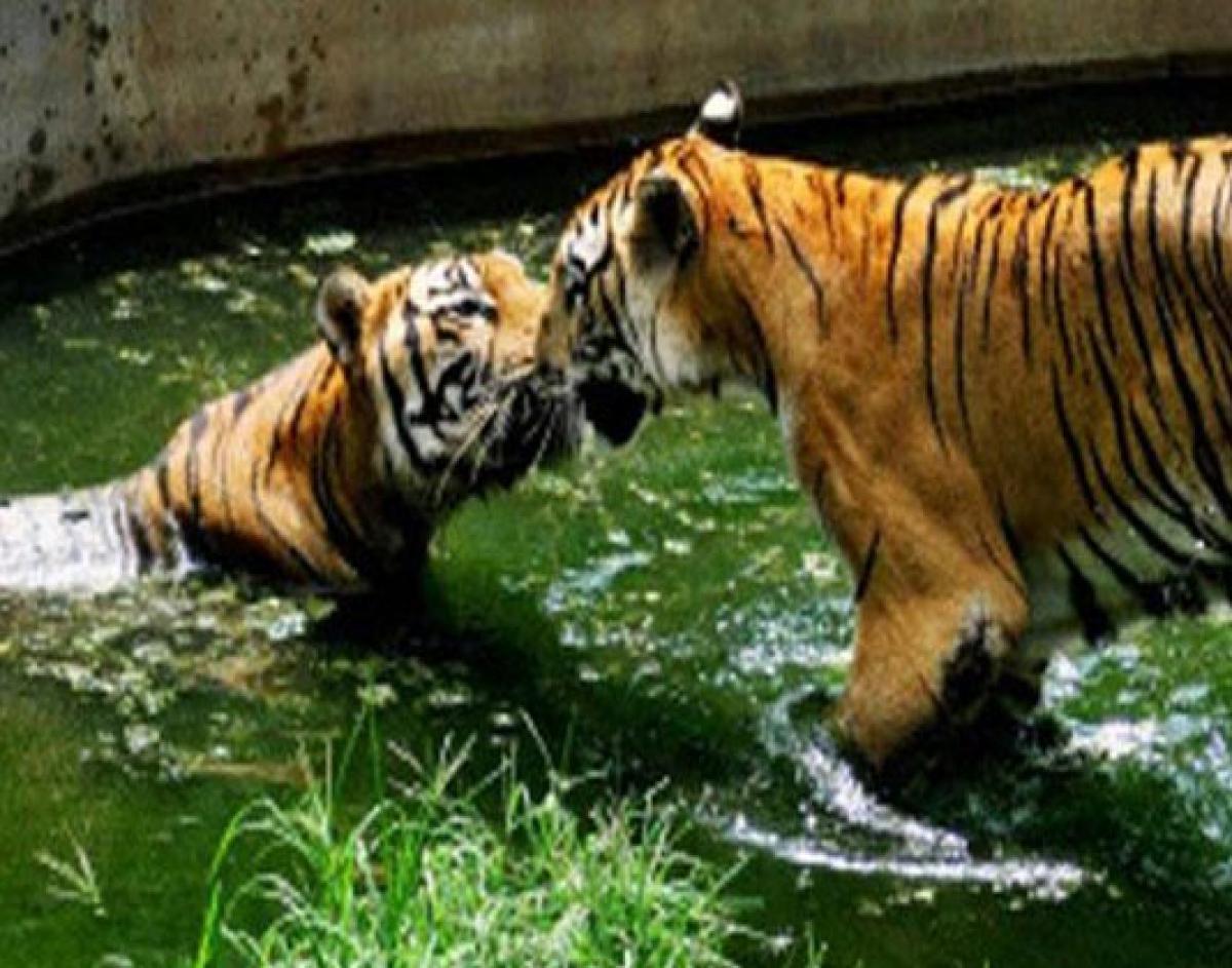 The city zoo has 21 tigers including eight white tigers