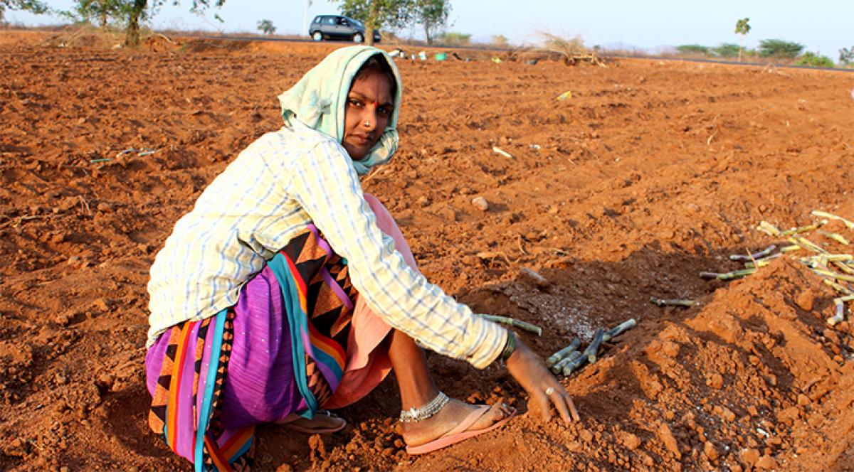 An agricultural worker sows cane in Mahbubnagar district