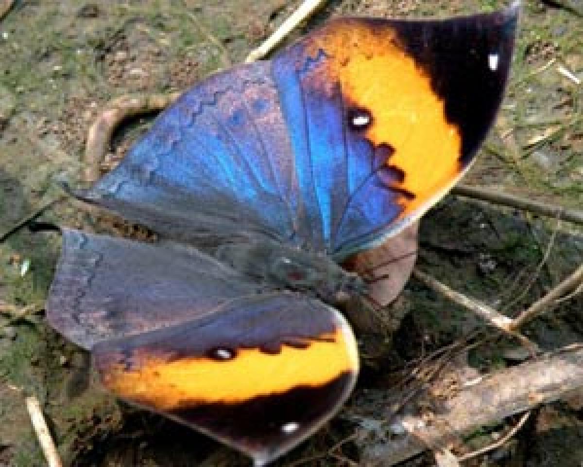 Orange Oakleaf Kallima Inachus is among the best examples of camouflage. It is found in northern India