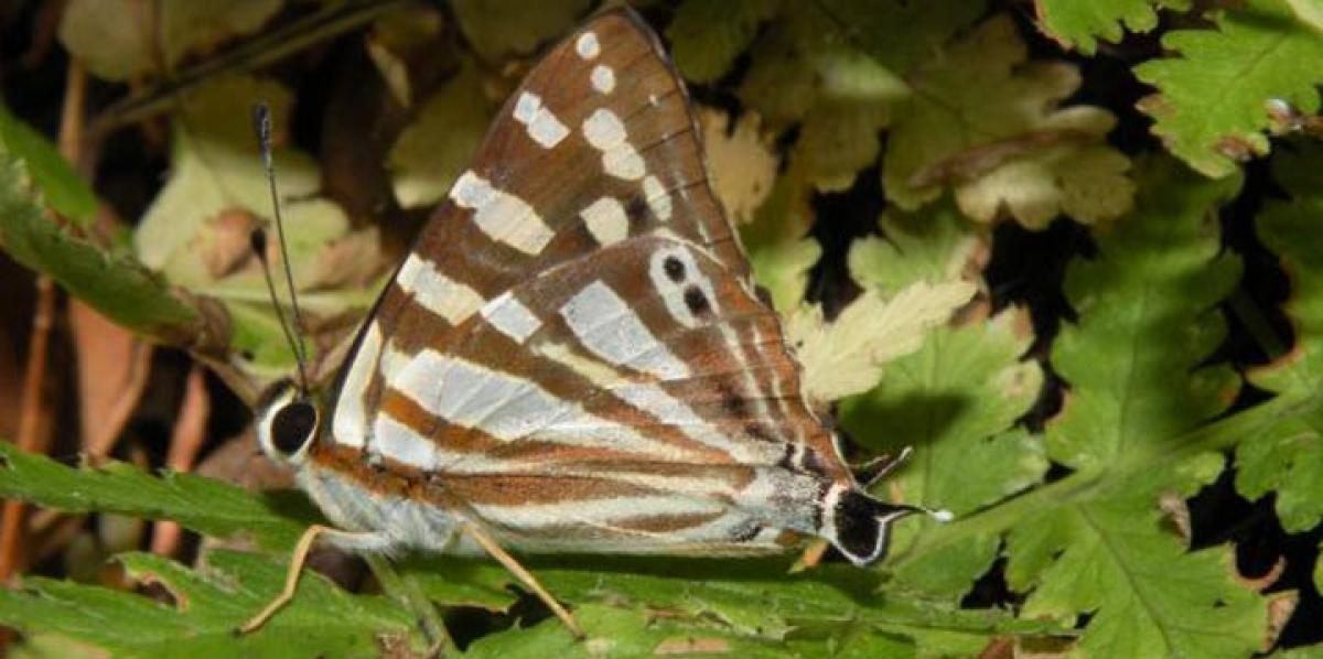 Tailed Punch Dodona Eugenes practises two headed behaviour. Note the false head at the tip of the hindwing