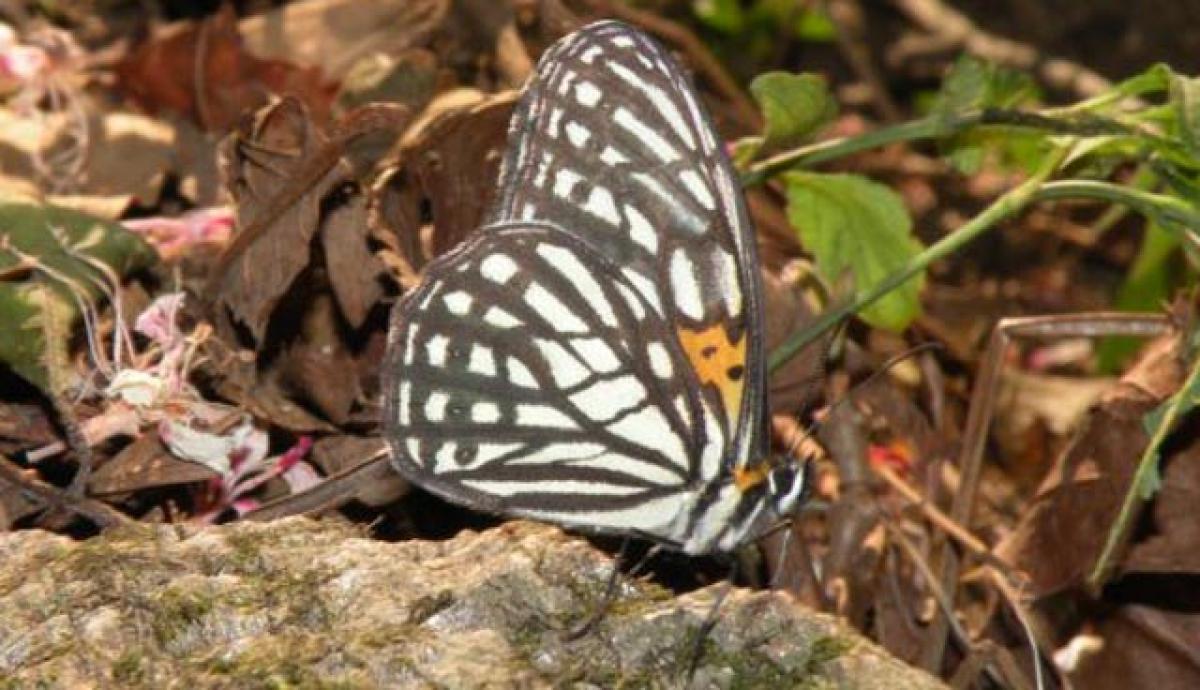 Tiger Brown Orinoma Damar is only member of its genus found from Himachal Pradesh to China