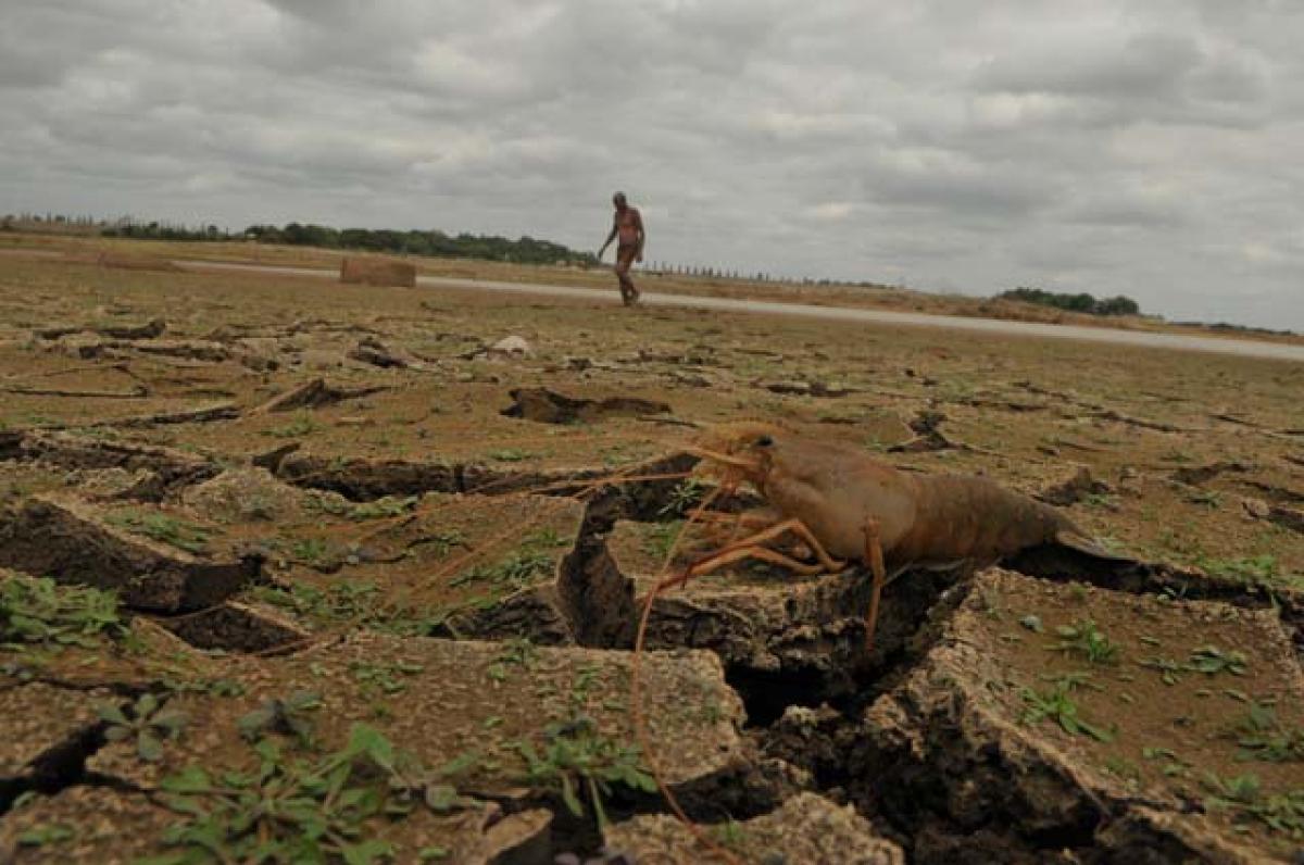 A shrimp apparently struggling to find some water under the scorching sun as the water level in Gandipet lake is fast diminishing. Photo: Hrudayanand 