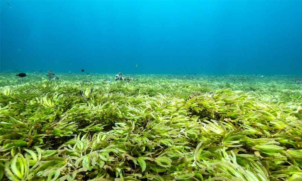 Shrinking sea meadows store more carbon than forests