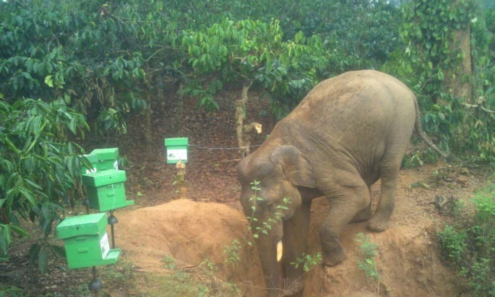 Project RE-HAB proves effective in preventing elephant-human conflict in Kodagu Project RE-HAB proves effective in preventing elephant-human conflict in Kodagu