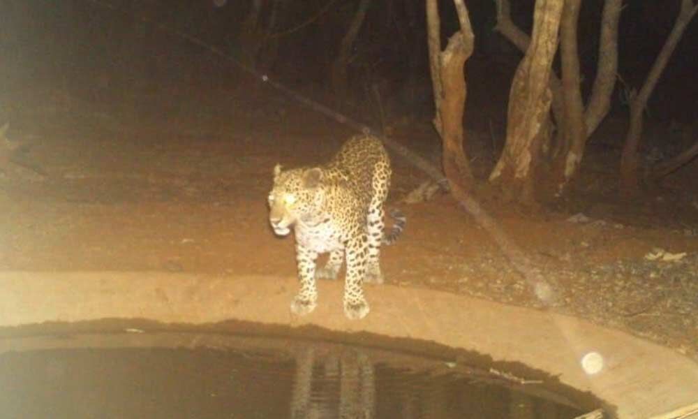 Measures afoot to quench thirst of wild animals
