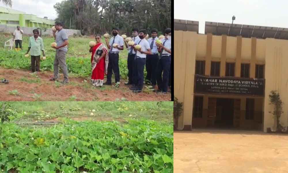 Kitchen gardening at Jawahar Navodaya Vidyalaya gets accolades Kitchen gardening at Jawahar Navodaya Vidyalaya gets accolades