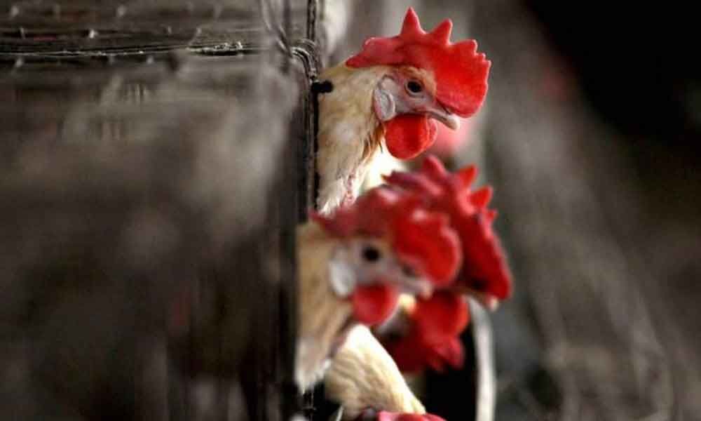 Chicken prices jump amid Covid spike Chicken prices jump amid Covid spike
